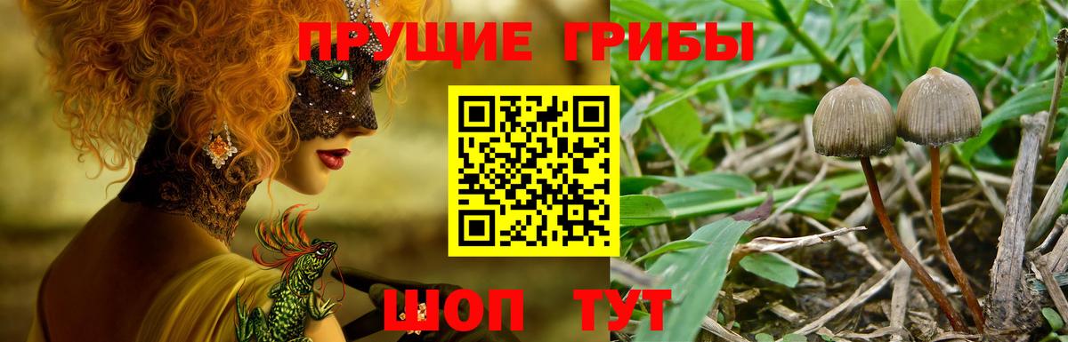 Галлюциногенные грибы GOLDEN TEACHER Ликино-Дулёво